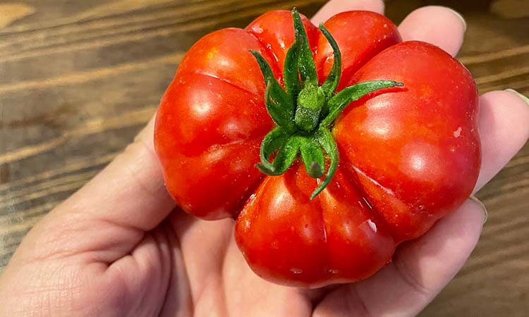 Red, ripe tomato
